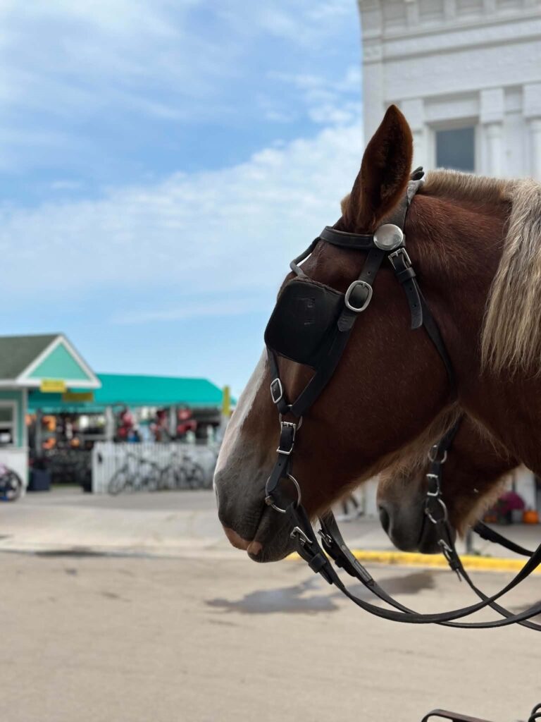 Draft horses in harness pulling a carriage on a Mackinac Island street