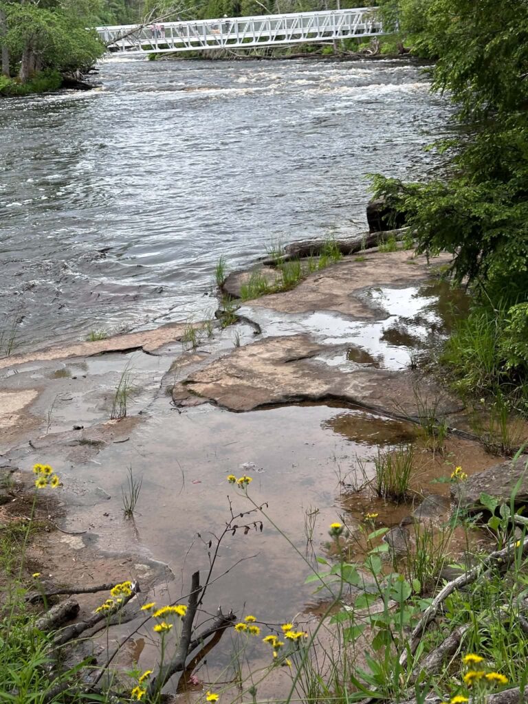 Multiple cascades of Lower Tahquamenon Falls wrapping around the central island with green forest on both banks