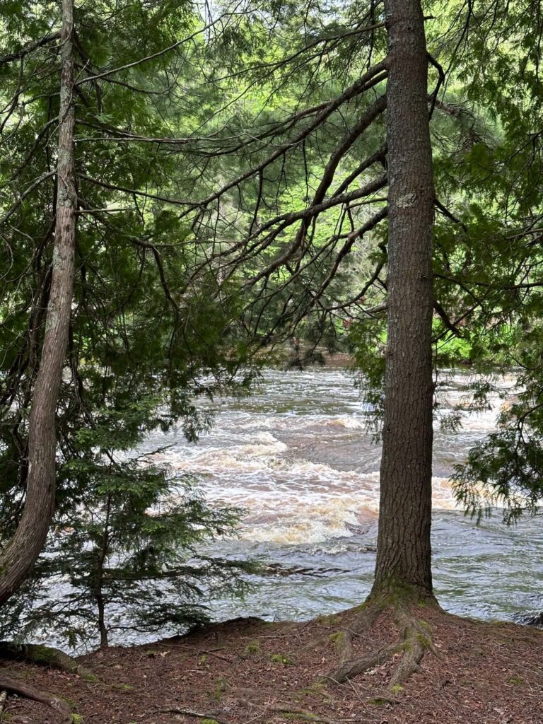 Tall pine tree growing from a rocky riverbank beside the Tahquamenon River near the Lower Falls