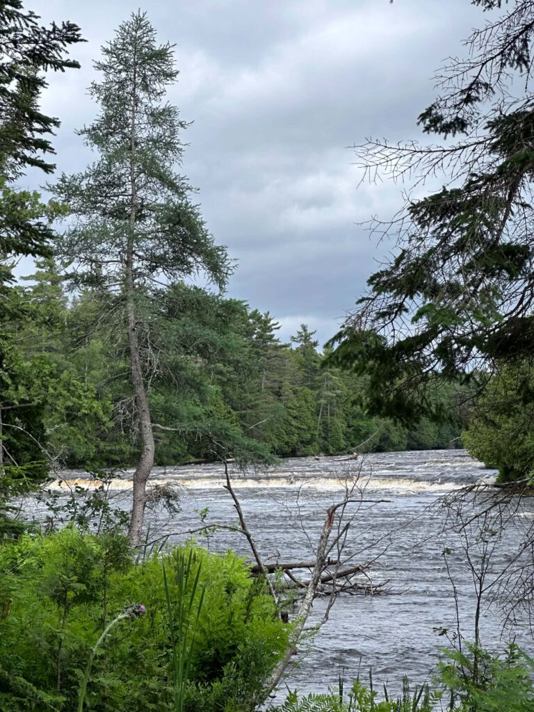Tall pine trees growing right at the water's edge along the Tahquamenon River near the Lower Falls