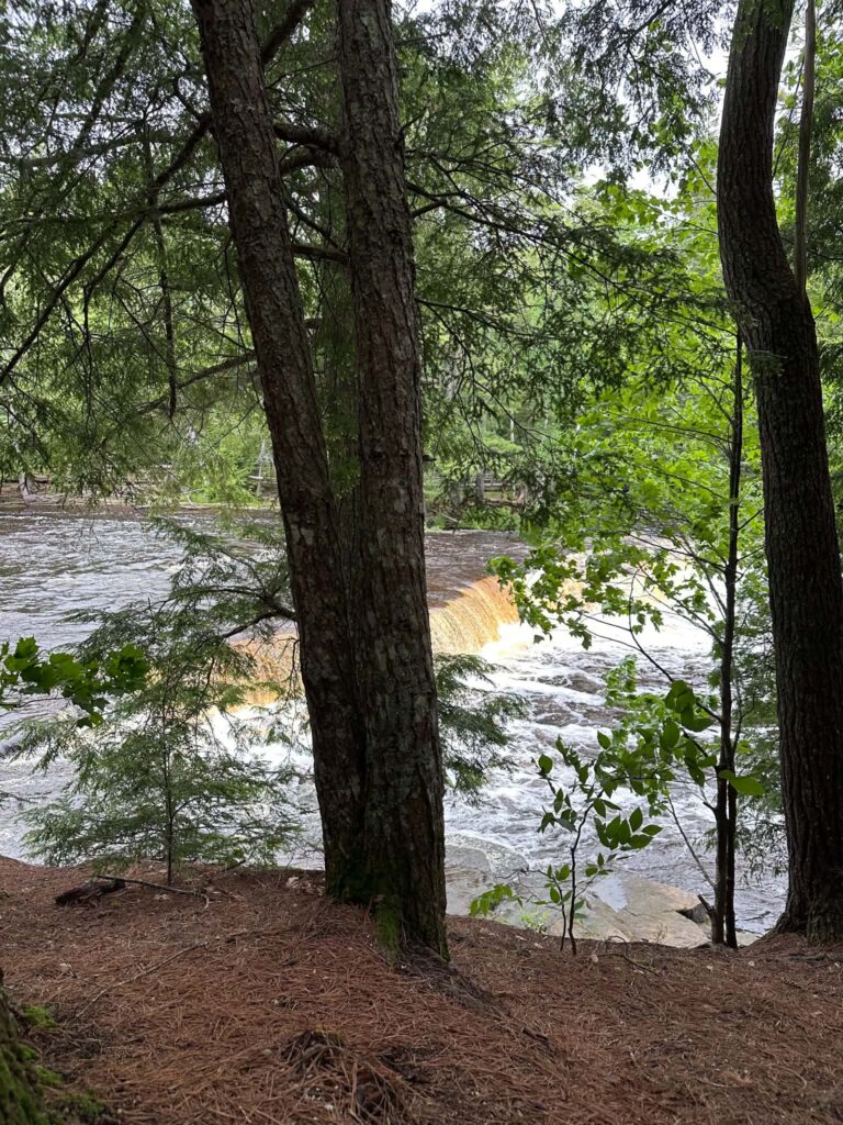 A pine tree trunk in the foreground frames a view of the Lower Tahquamenon Falls cascade visible through the forest
