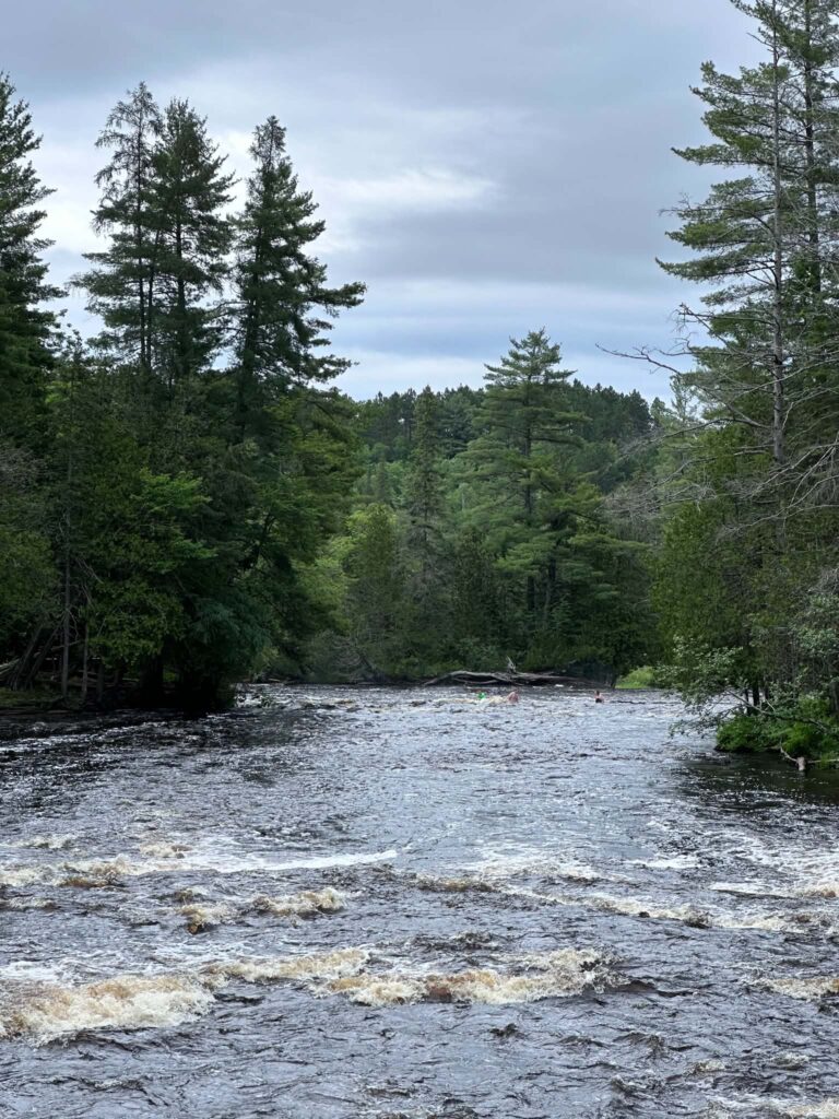 Fast-moving rapids on the Tahquamenon River near the Lower Falls with a dense pine forest lining the far bank