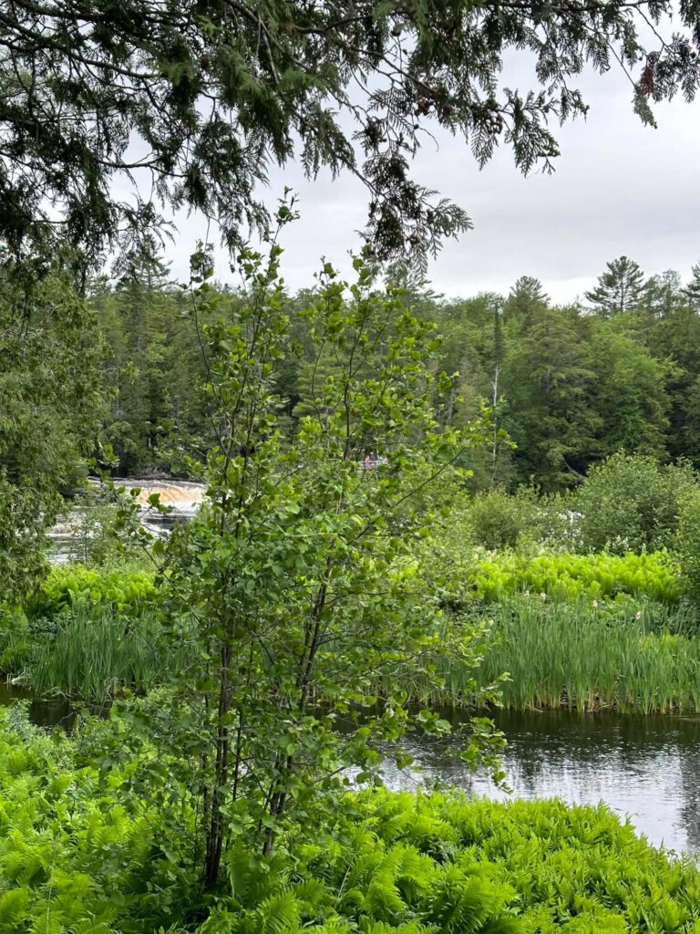 Tall deciduous and pine trees lining the calm Tahquamenon River bank near the Lower Falls on a summer day