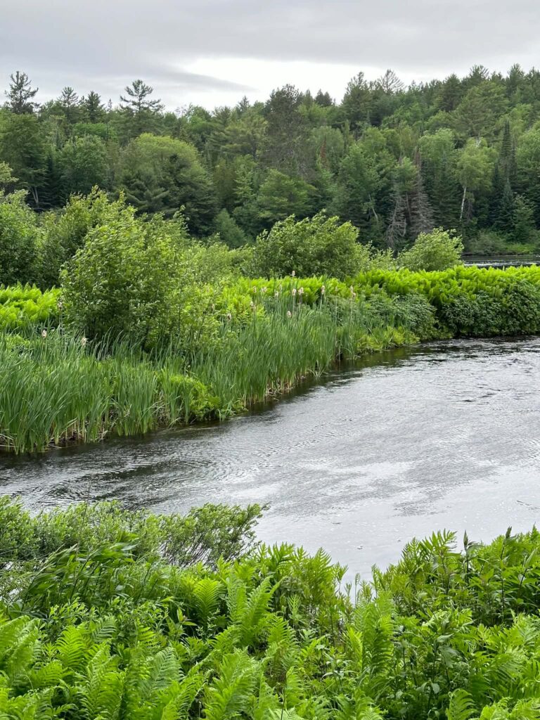 Wide calm bend of the Tahquamenon River near the Lower Falls with green tree-lined banks reflecting in the still water