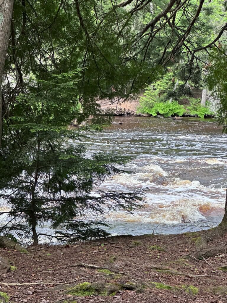 Sunlight filtering through the dense hemlock and hardwood forest of Tahquamenon Falls State Park near the Lower Falls