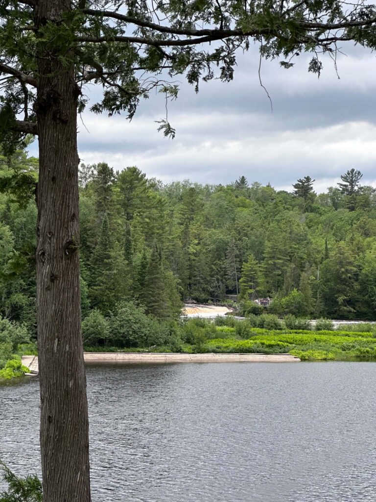 Tall pine tree standing beside the Tahquamenon River with dense green Upper Peninsula forest in the background