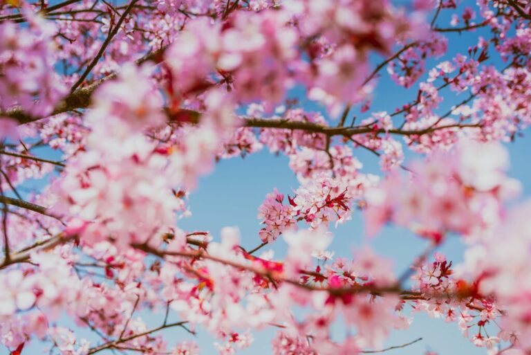 A Local’s Guide to Cherry Blossoms in Door County for 2025