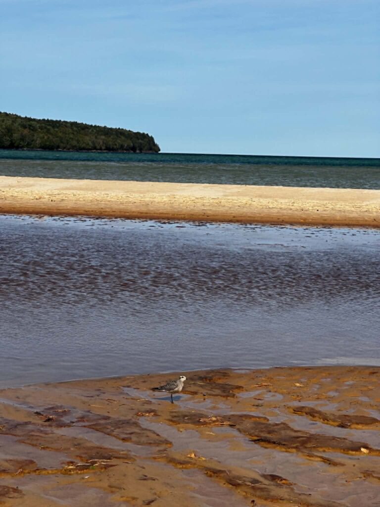 Shorebird on a Lake Superior sandbar near Pictured Rocks with wooded point beyond