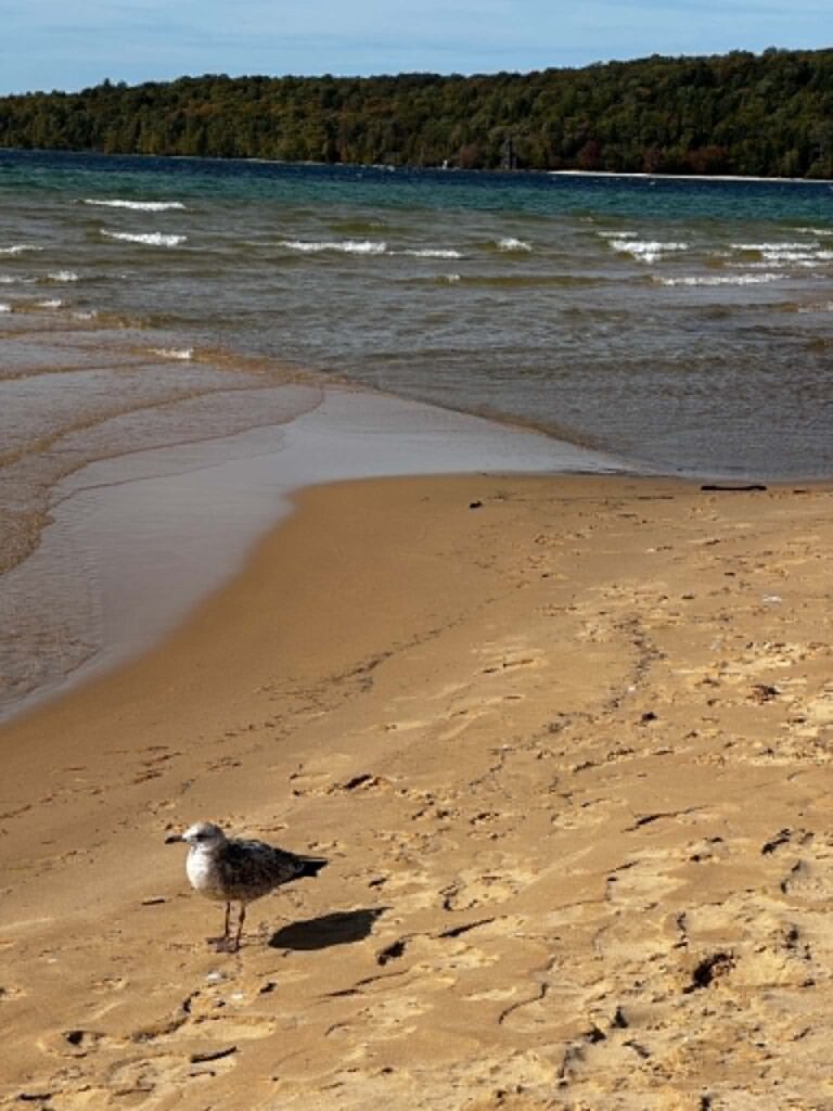Gull on Sand Point Beach in Munising with East Channel
Lighthouse across the water
