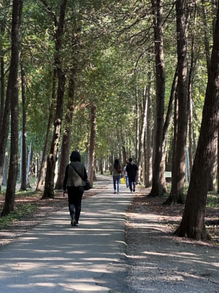 A flat paved trail running through a corridor of tall cedar trees on Mackinac Island, dappled with afternoon
light
