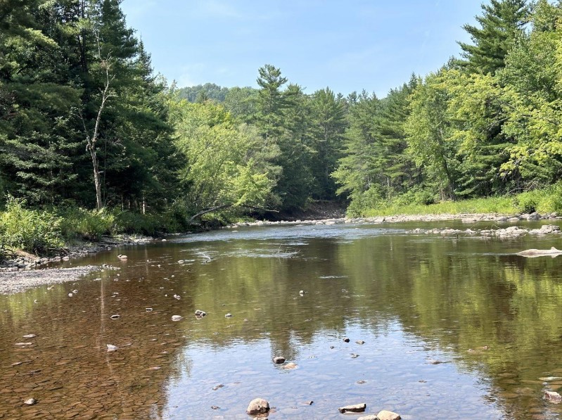 Calm, tannin-colored stretch of the Bad River lined with pine forest