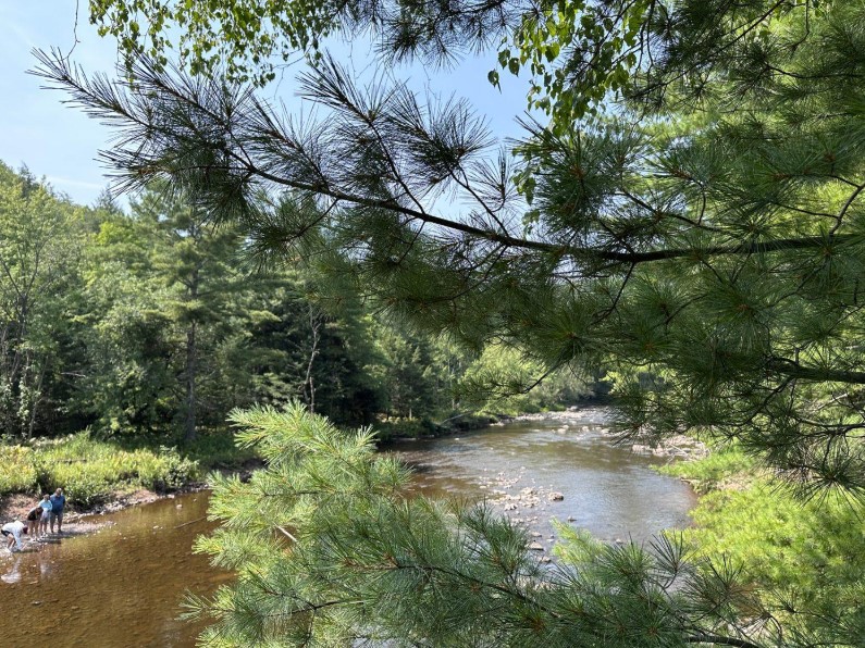 Family wading along a gravel bar on the Bad River in summer